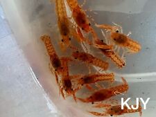 Pack male orange for sale  Crystal River