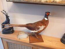 Taxidermy male ring for sale  BILLINGHAM