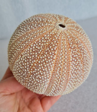 Large sea urchin for sale  NEWPORT