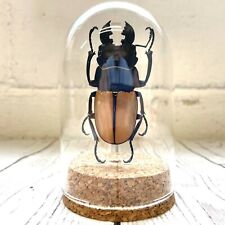 Stag beetle glass for sale  Shipping to Ireland