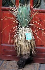 Yucca rostrata trunk for sale  Shipping to Ireland