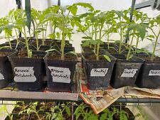 Tomatenpflanzen gebraucht kaufen  Am Mellensee
