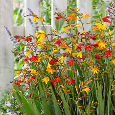 Crocosmia montbretia pack for sale  PETERBOROUGH