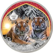2023 cameroon tiger for sale  USA