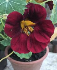 Black velvet nasturtium for sale  FERRYHILL