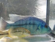 Turquoise hap protomelas for sale  Palm Bay