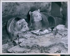 1960 brown bears d'occasion  Expédié en Belgium