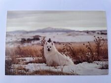 american eskimo dog for sale  Harrison