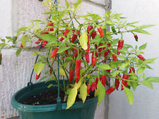 Apache chilli pepper for sale  FAREHAM