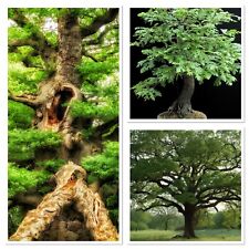 Ancient english oak for sale  GLOUCESTER