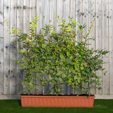 Pre grown hedge for sale  UK