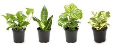 Essential houseplant collectio for sale  Sallisaw