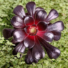 Aeonium schwarzkopf black for sale  LEIGH