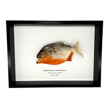 Real taxidermy framed for sale  EXMOUTH