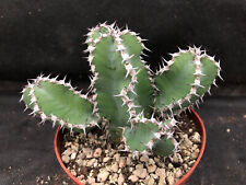 Euphorbia polyacantha cactus usato  Massafra