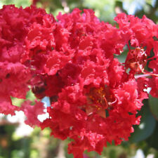 Lagerstroemia indica dynamite d'occasion  Pouzauges