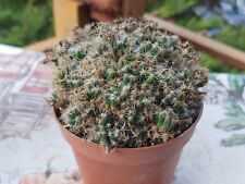 Trichodiadema cactus succulent for sale  Shipping to United Kingdom