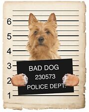Australian terrier mugshot for sale  Pottstown