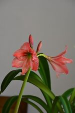 Used, Hippeastrum cv.  'Orange Varie' - 1 bulb/offset varied leaves 1.3cm. for sale  Shipping to South Africa