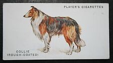 Rough coated collie for sale  Shipping to Ireland