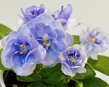 African violet ice for sale  Summerville