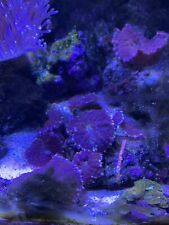 Mushroom coral frag for sale  GREAT YARMOUTH