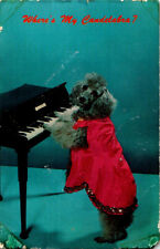 Dog cape playing for sale  Friendly