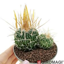Echinofossulocactus arrigens p usato  Cortona