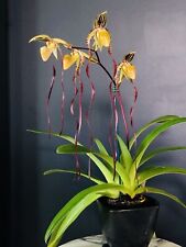 Paphiopedilum michael kooperwi for sale  LONDON