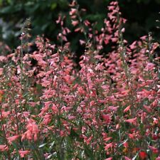 Penstemon twizzle coral for sale  WITHAM