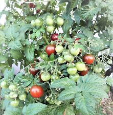 Balkon tomate black gebraucht kaufen  Kehl