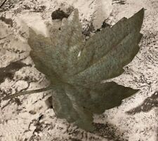Metal maple leaf for sale  Coeur D Alene