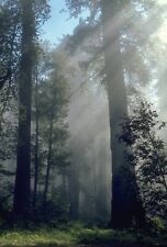 Mamut przybrzeżny -Sequoia sempervirens- 50 nasion na sprzedaż  Wysyłka do Poland