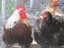 Cochin hatching eggs for sale  Lexington