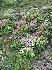 Wild primrose plants for sale  UK