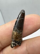 Rare spinosauridae tooth d'occasion  France