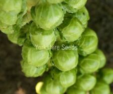 150x brussel sprout for sale  DEWSBURY
