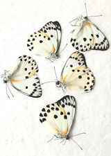 Belenois calypso butterflies for sale  SLEAFORD
