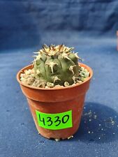 Gymnocalycium spegazzinii unguispinum 4330p, used for sale  Shipping to South Africa