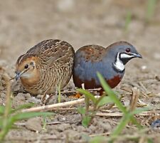 Used, Cute Button/Chinese painted/King quail) fertile hatching eggs/ chicks for sale for sale  BRADFORD