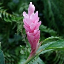 🌺🌺 Arabic Ginger Alpinia purpurata flower plant root rhizome fast grow GR3-4OZ for sale  Shipping to South Africa
