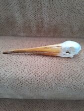 Taxidermy skeletons bones for sale  SAXMUNDHAM