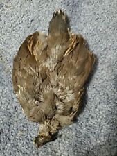 Qp79a quail pelt for sale  Hinton
