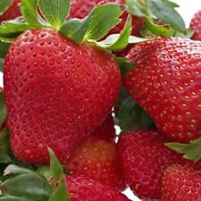 Strawberry plants honeoye for sale  Staten Island
