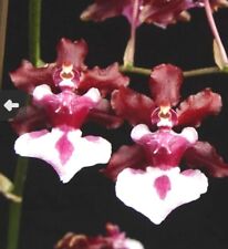 Oncidium sherry baby for sale  Riverview