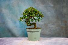 Chinese elm pre for sale  North Fort Myers