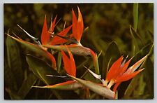 Postcard HI Bird Of Paradise Strelitzia reginae, used for sale  Shipping to South Africa