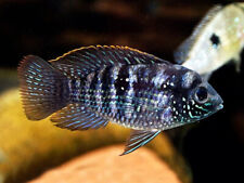 Blue acara cichlids for sale  GLASGOW