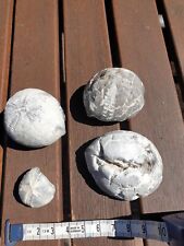 Versteinerungen fossilien seei gebraucht kaufen  Oldenburg in Holstein