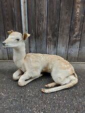 Taxidermy full baby for sale  DERBY